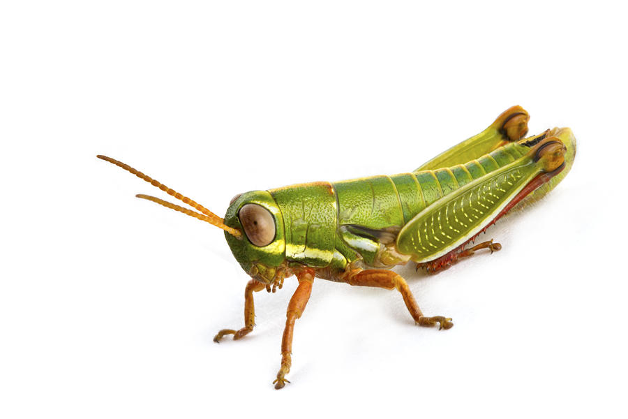 Wingless Grasshopper South Africa Photograph by Piotr Naskrecki