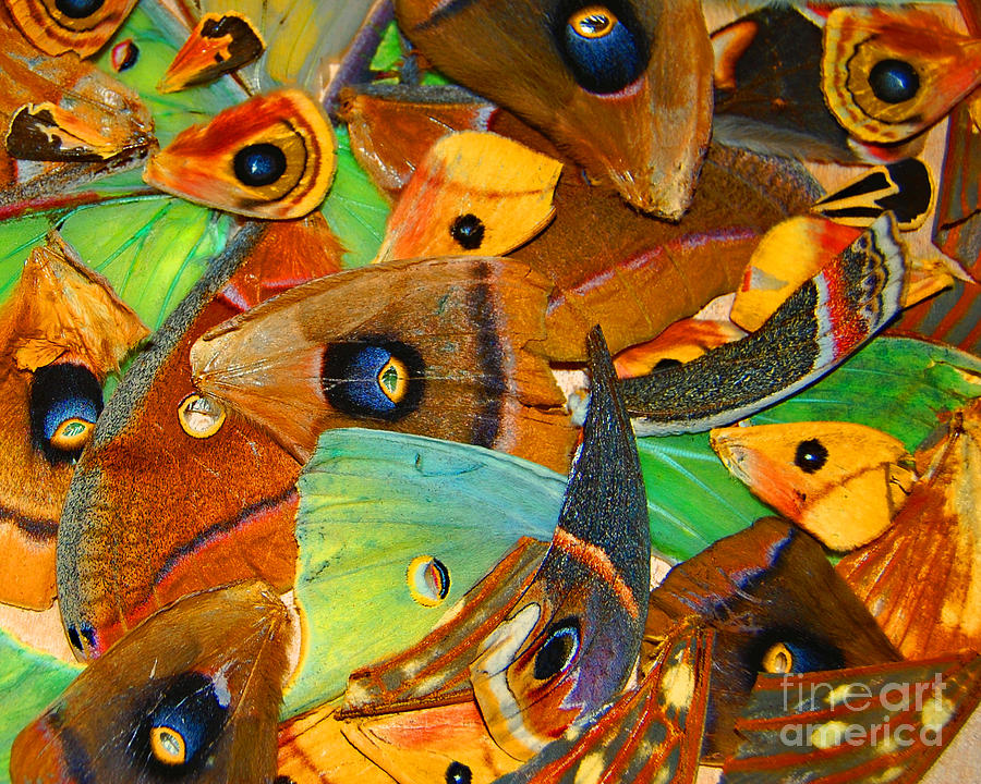 Wings Galore Photograph by Robert Wilson Pixels