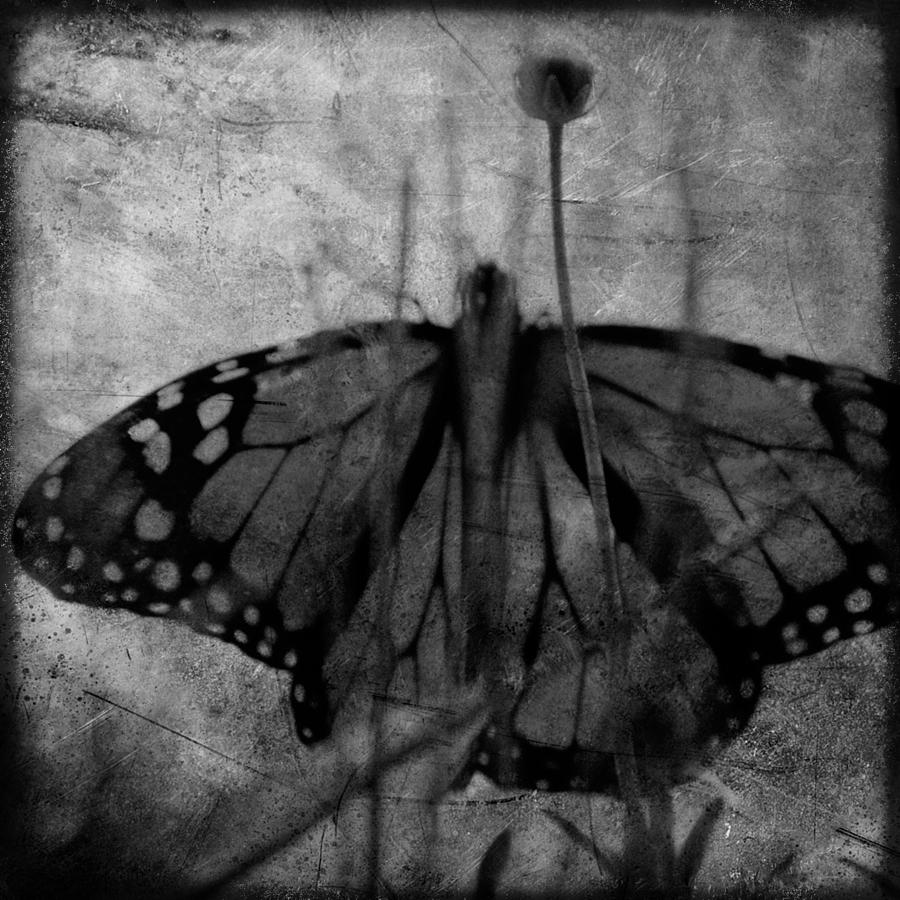 Butterfly Photograph - Wings in the Garden by Sharon Kalstek-Coty