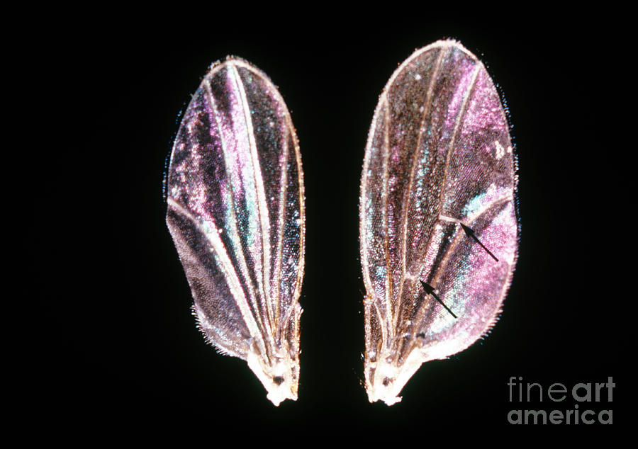 Wings Of Crossveinless & Wild Drosophila Photograph by Science Source