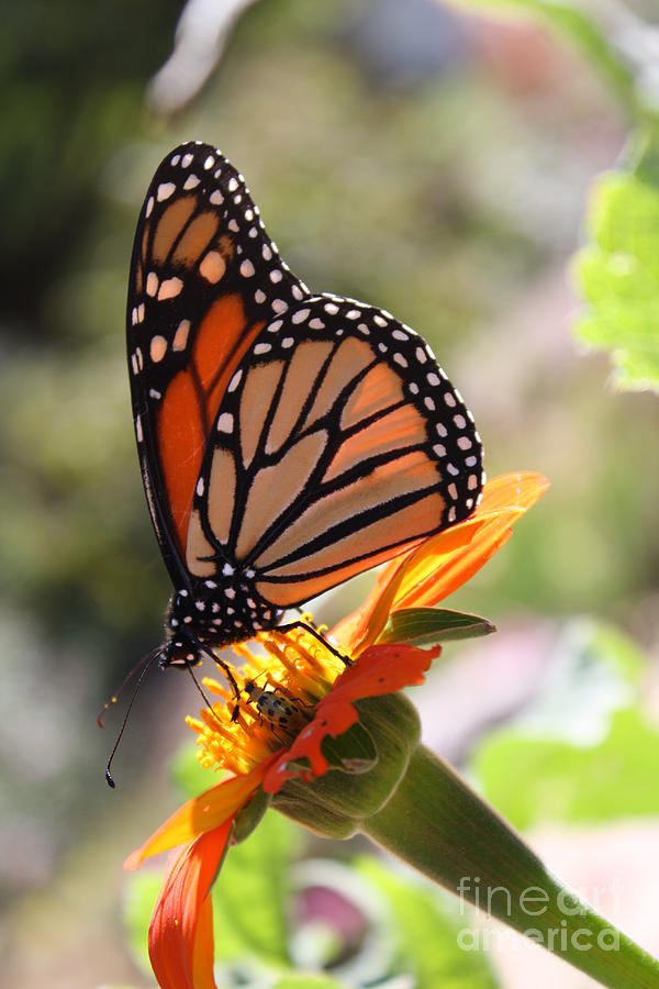 Wings of Flight Photograph by Leslie Estes | Fine Art America