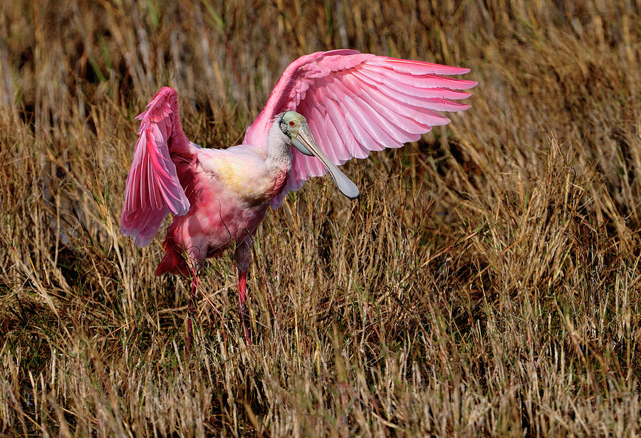 Wings of pink and silk Photograph by Bill Dodsworth