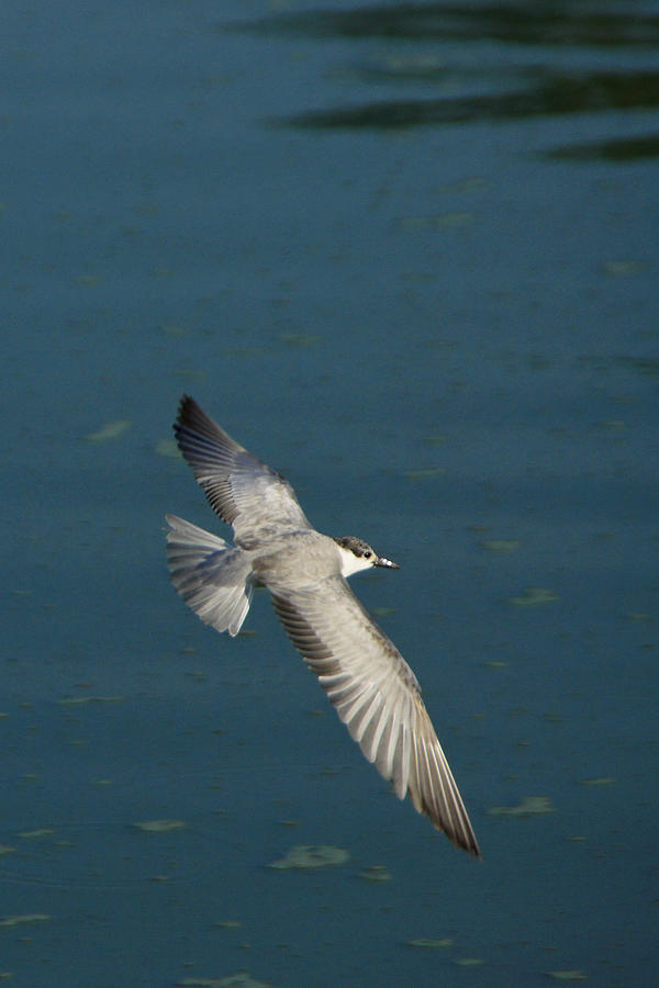 Wings Over Water Photograph by Michele Burgess