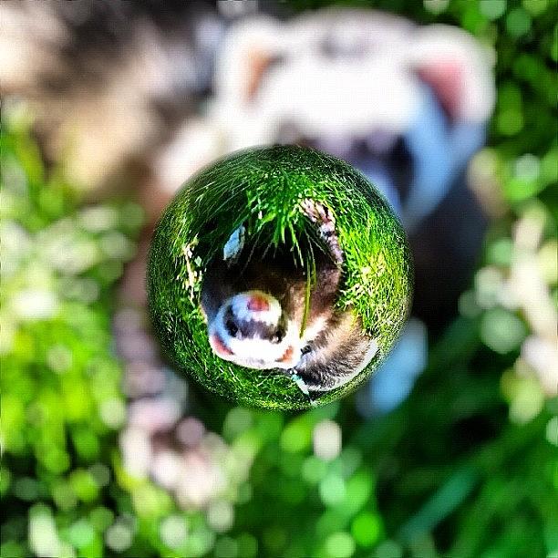 Nature Photograph - Winnie - A Ferret in a Marble by Anna Porter