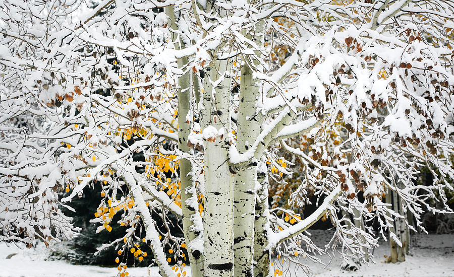 Winter Photograph - Winter Aspen by Marilyn Hunt