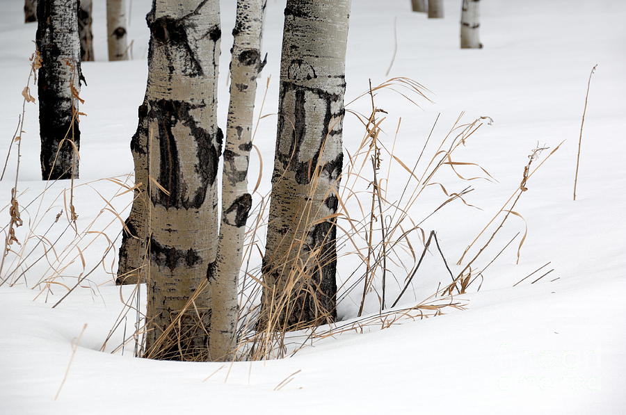 Winter Aspens II Photograph by Brian Ewing - Fine Art America