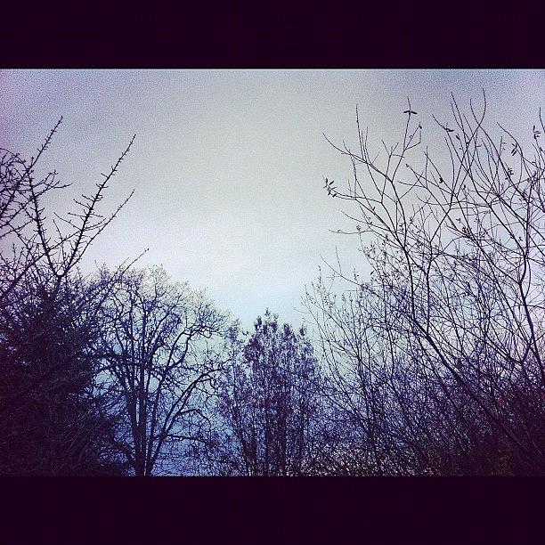 Winter Photograph - #winter #autumn #pdx #trees #branches by Karen Clarke