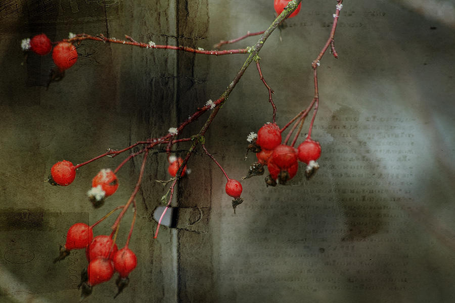 Winter Berries Photograph by Bonnie Bruno