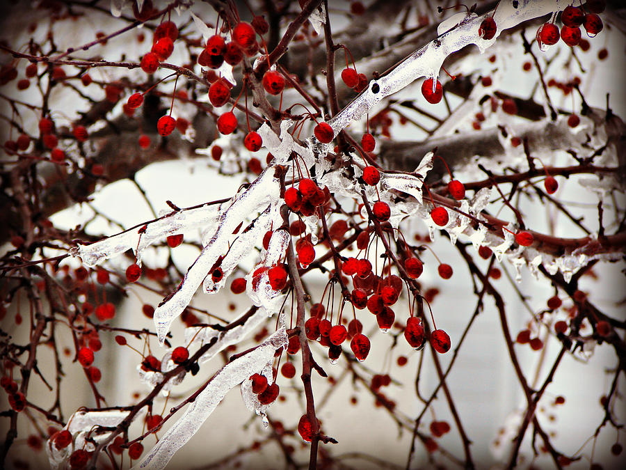 Winter Photograph - Winter Berries by Dark Whimsy