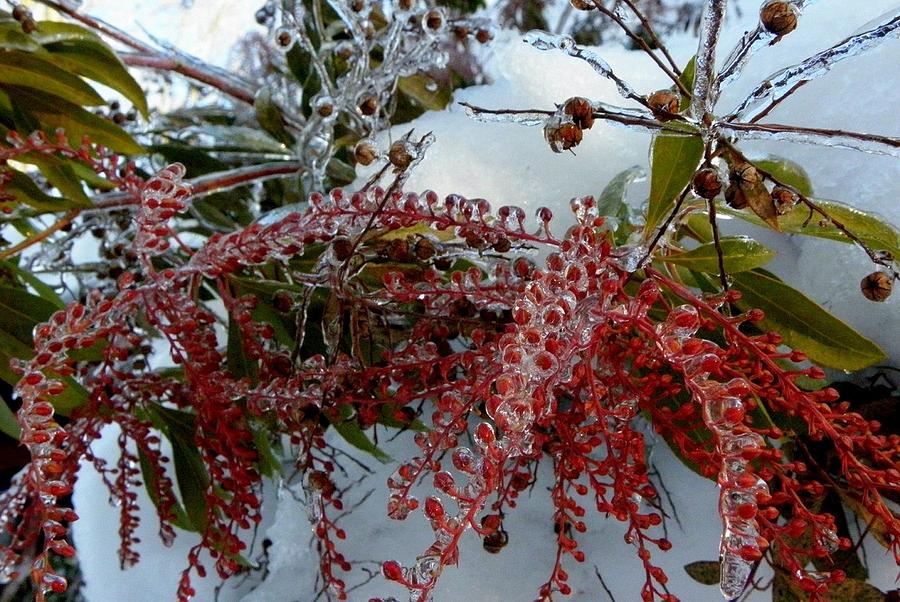 Winter Berries frozen in time Photograph by Kim Galluzzo Wozniak