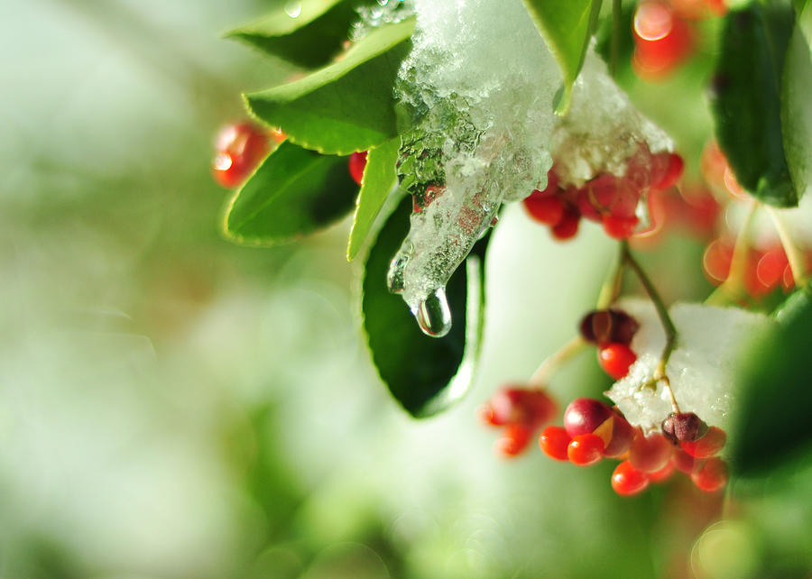 Winter Berries Photograph by Rebecca Sherman