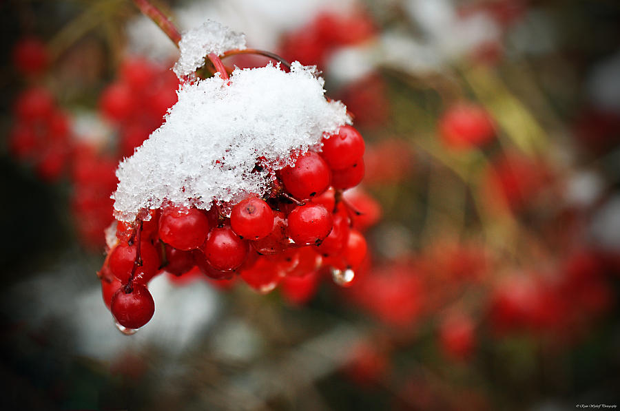 Winter Berries Photograph by Ryan Wyckoff