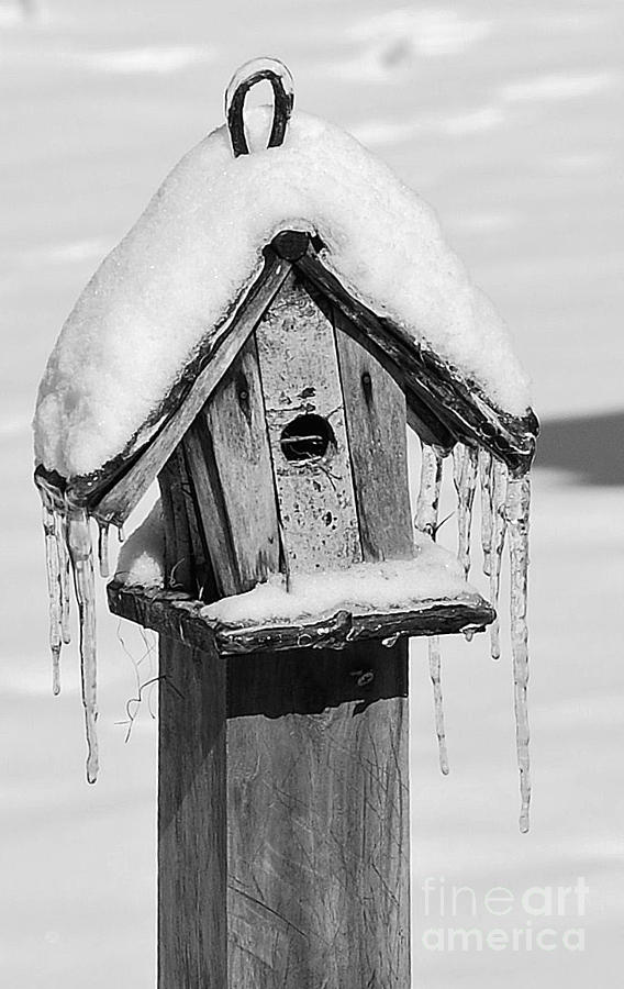 Winter Bird House Photograph by Lila Fisher-Wenzel