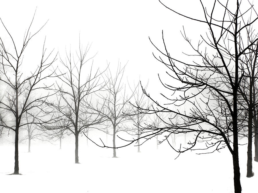 Winter Black Walnut Trees No. 2 Photograph by Angie Rea