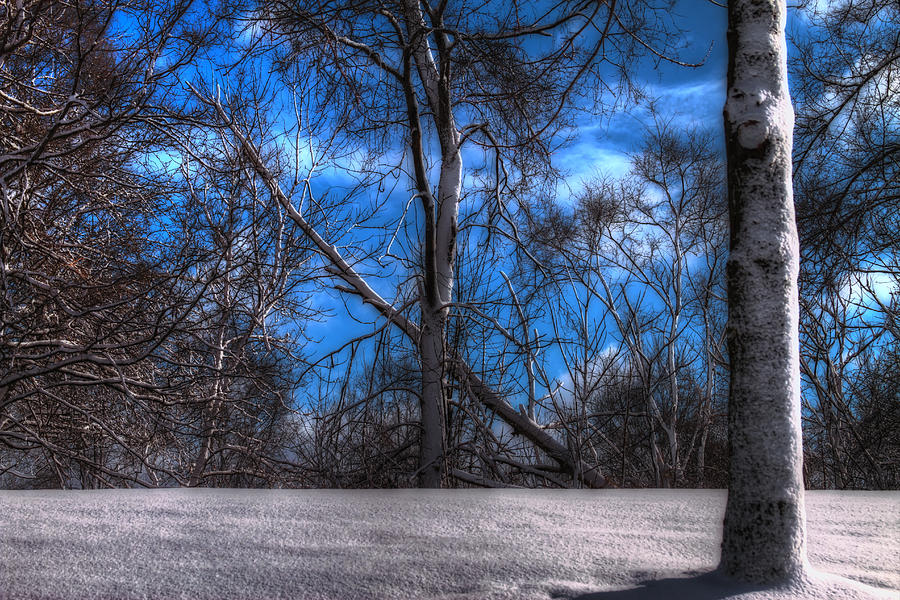 Winter Blue Photograph by Richard Gregurich