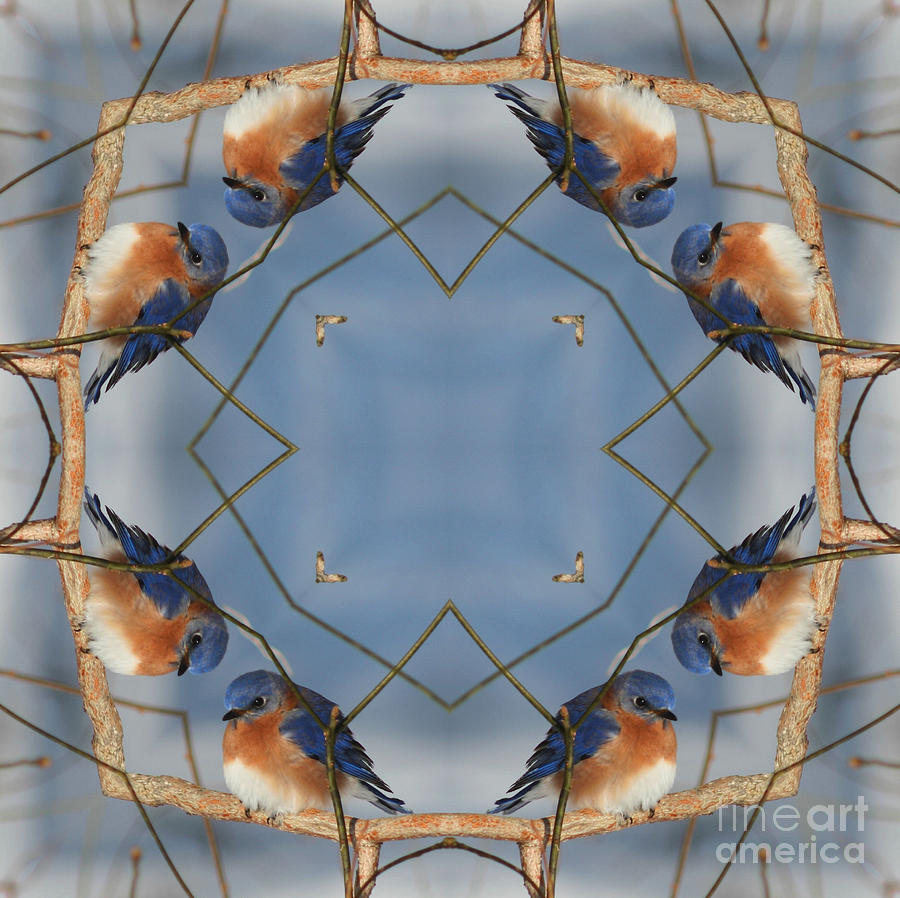Winter Bluebird Kaleidoscope Digital Art by Smilin Eyes Treasures