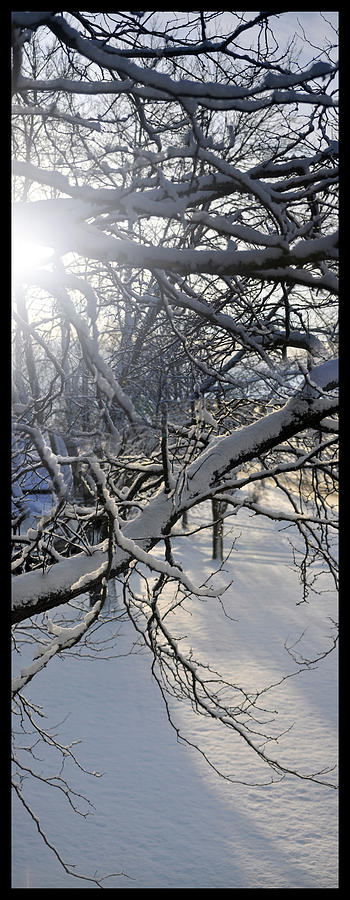 Winter Branches Photograph by Tim Nyberg