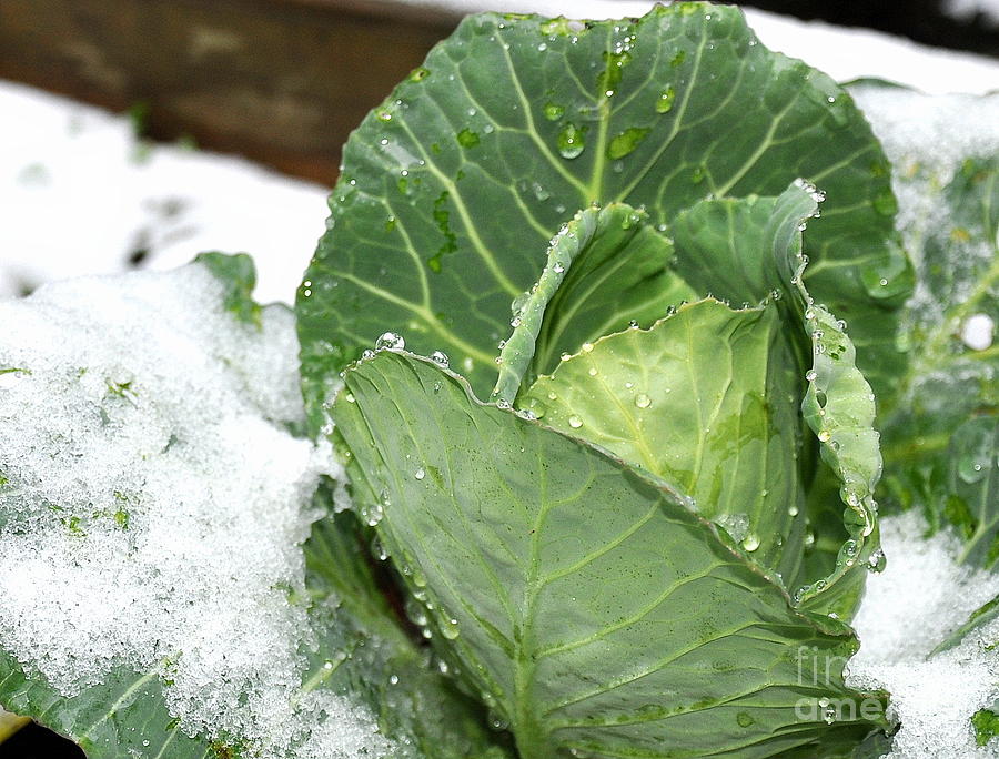 Winter Cabbage Photograph by Tatyana Searcy