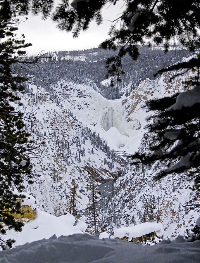 Winter Canyon Of The Yellowstone Photograph by J L Woody Wooden