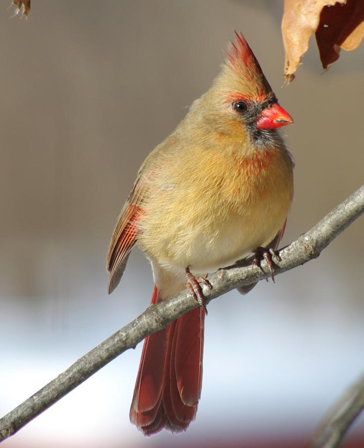 Cardinal Photograph - Winter Cardinal by Jenny Gandert