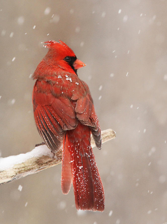 Cardinal Photograph - Winter Cardinal  by Mircea Costina Photography
