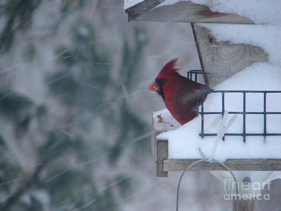 Cardinal Photograph - Winter Cardinal by Ronald Tseng