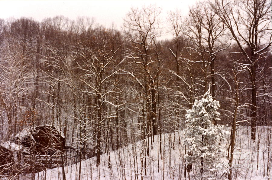 Winter Photograph by Carol  Bradley