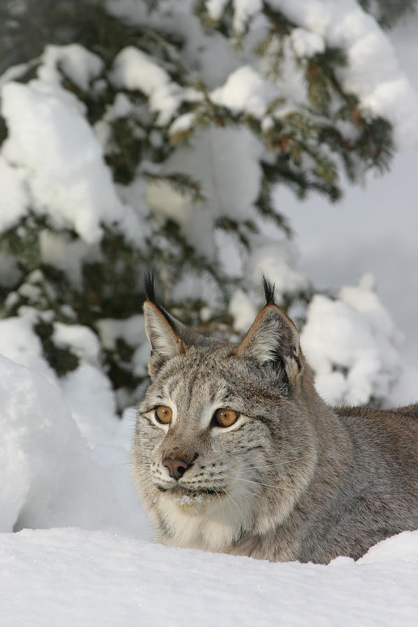 Winter Cat Photograph by Diane Bohna