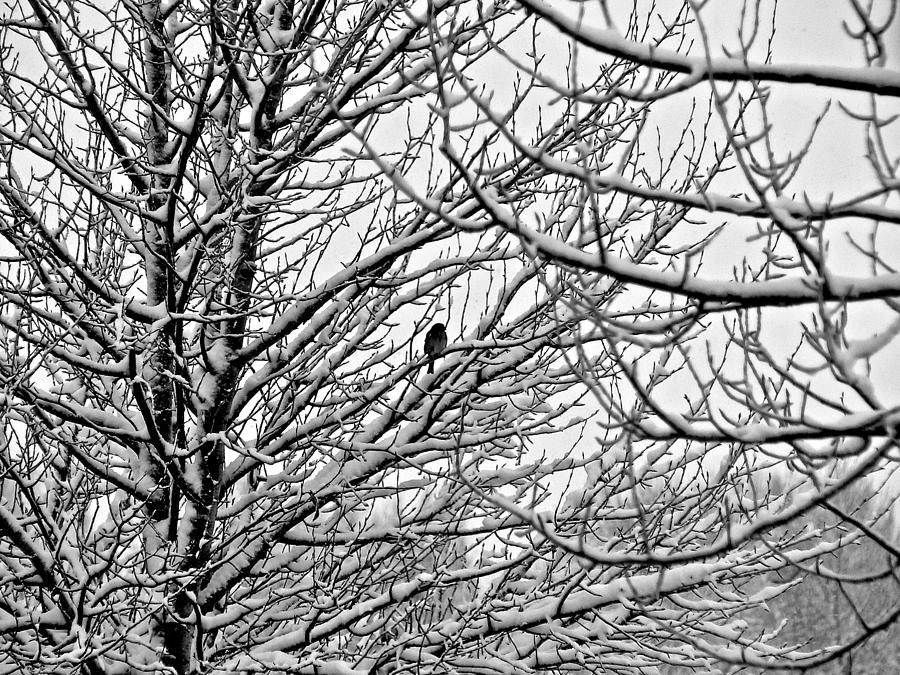 Winter Chickadee Photograph by Eric Tressler