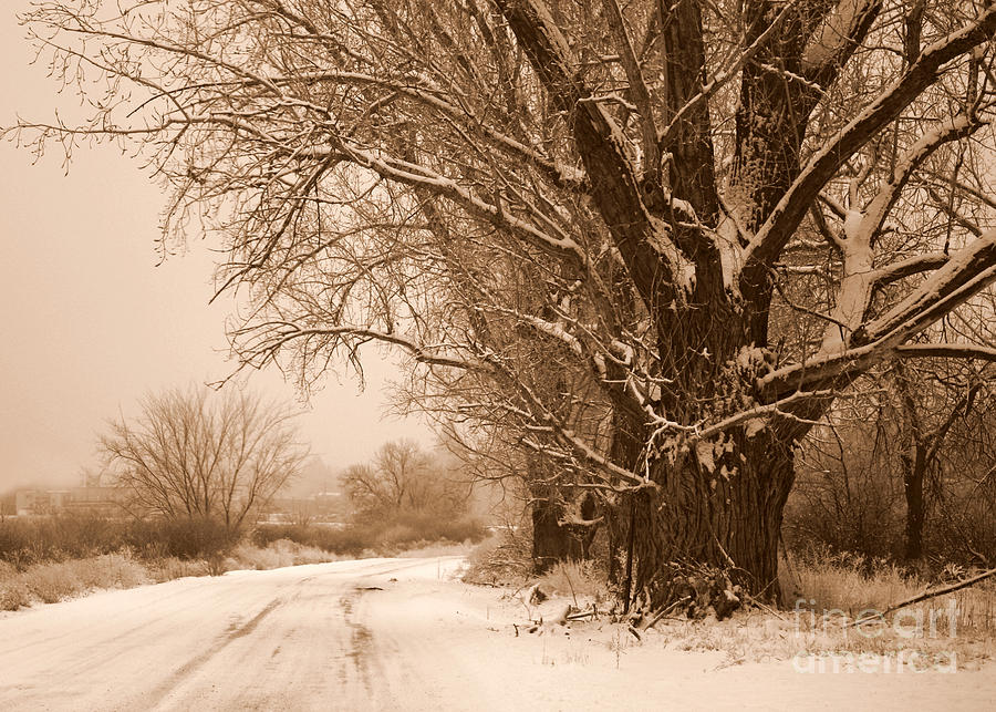 Winter Photograph - Winter Country Road by Carol Groenen
