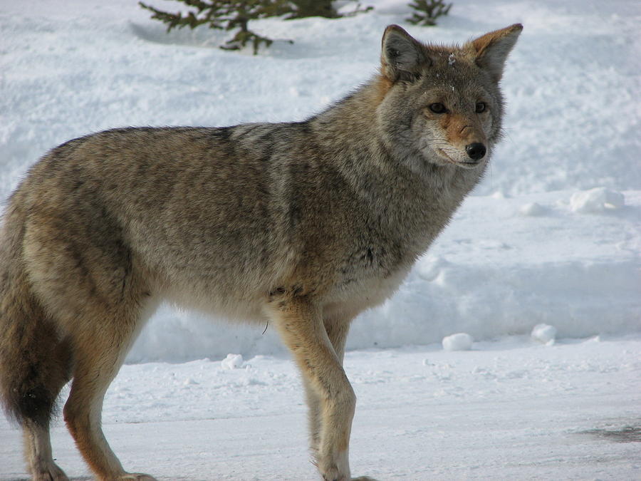 Winter Photograph - Winter Coyote  by Andrea Arnold
