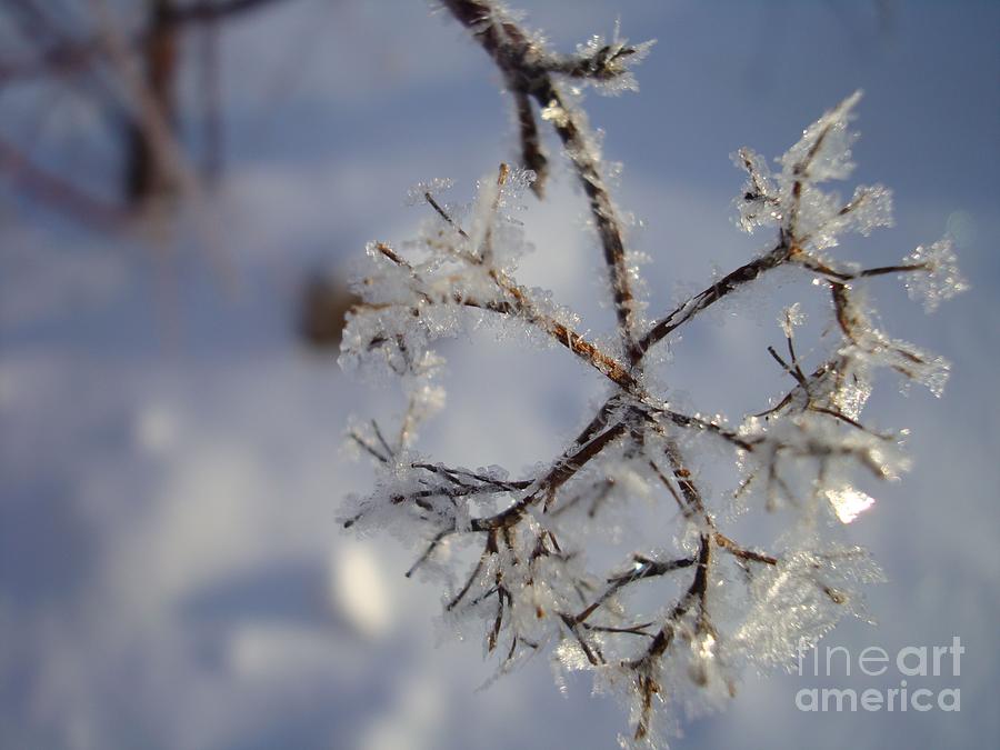 Winter crystals Painting by Susan Fisher