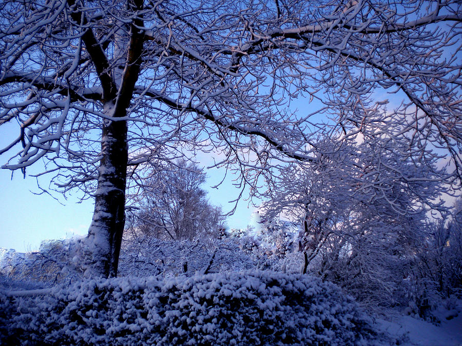 Winter Photograph - Winter Denmark by Colette V Hera Guggenheim