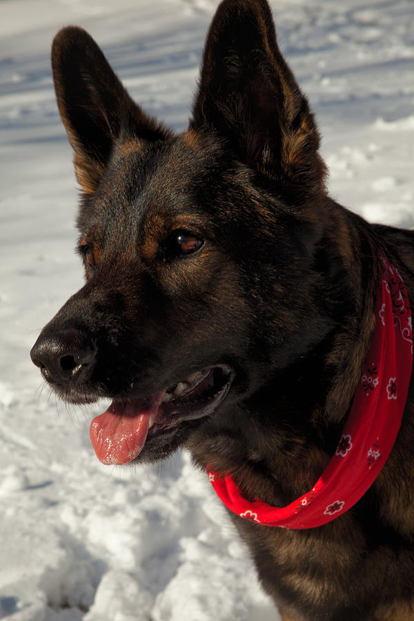 Winter Dog Photograph by Karol Livote
