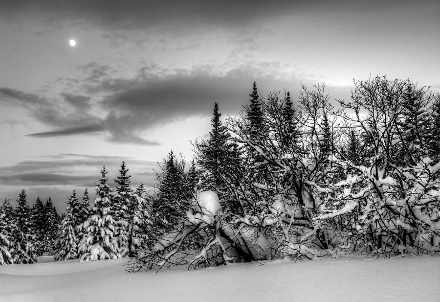 Winter Evening Photograph by Michele Cornelius