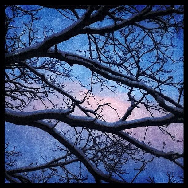 Winter Photograph - #winter #evening #sky #clouds #tree by Lisa Worrell