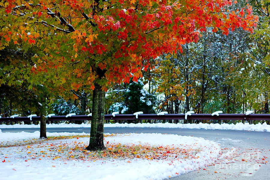 Winter Fall Photograph by Everett Houser