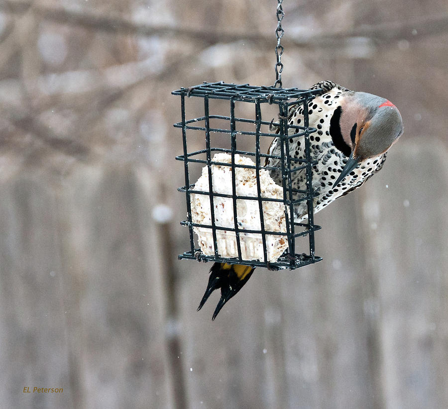 Winter Feeding Photograph by Ed Peterson