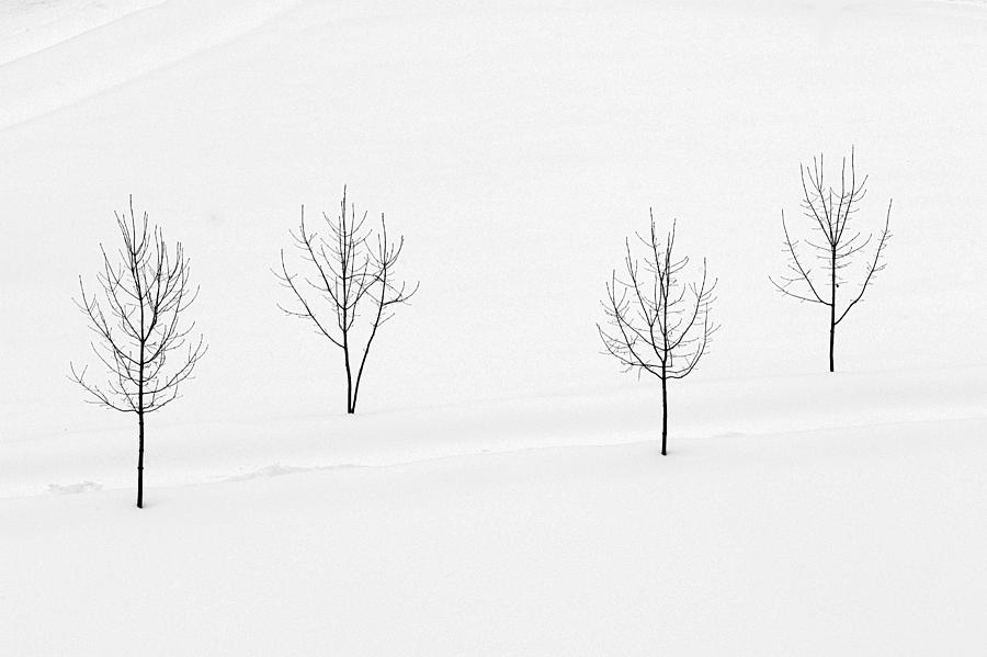 Winter Photograph - Winter Field II by Zoran Buletic