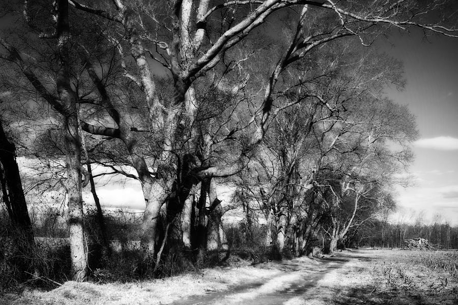 Winter Fields -1 Photograph by Alan Hausenflock