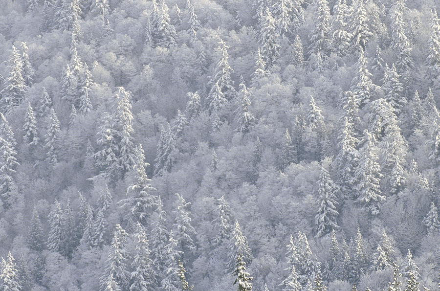 Winter Forest British Columbia Canada Photograph by Tim Fitzharris