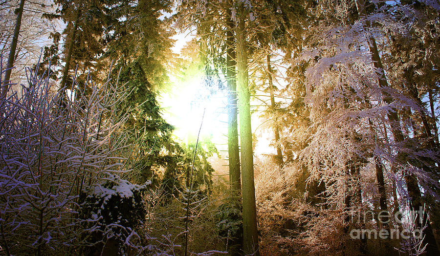 Winter Forest Photograph by Bruno Santoro