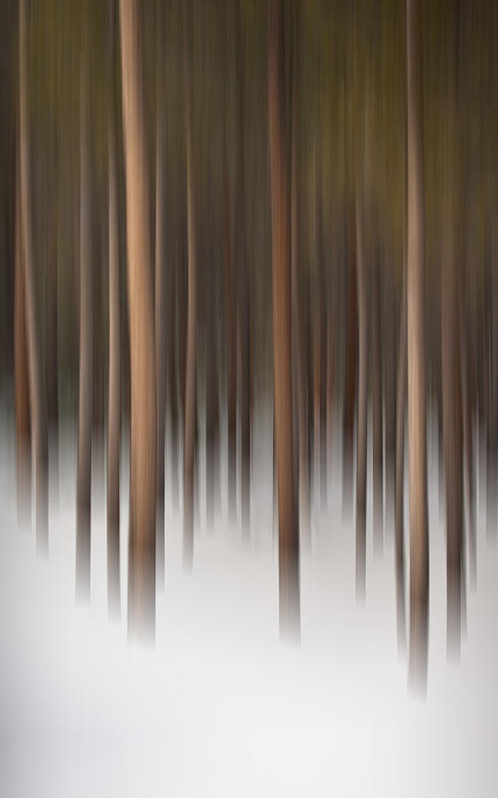 Abstract Photograph - Winter Forest by Dusty Demerson
