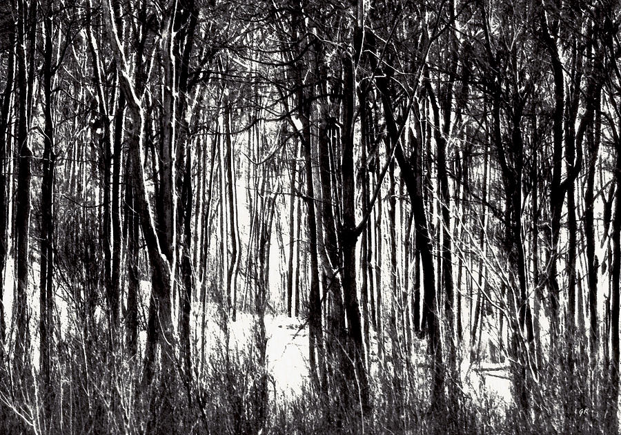 Winter Forest Photograph by Gerlinde Keating - Galleria GK Keating Associates Inc