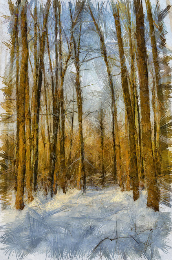 Winter forest Photograph by Michael Goyberg