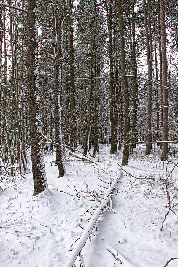 Winter Forest near Gun Lake in Yankee Springs No.0065 Photograph by Randall Nyhof