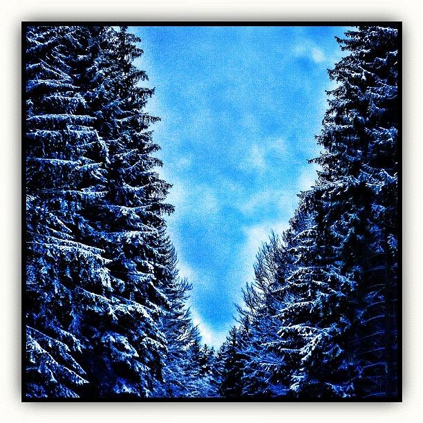 Nature Photograph - Winter Forest by Paul Cutright