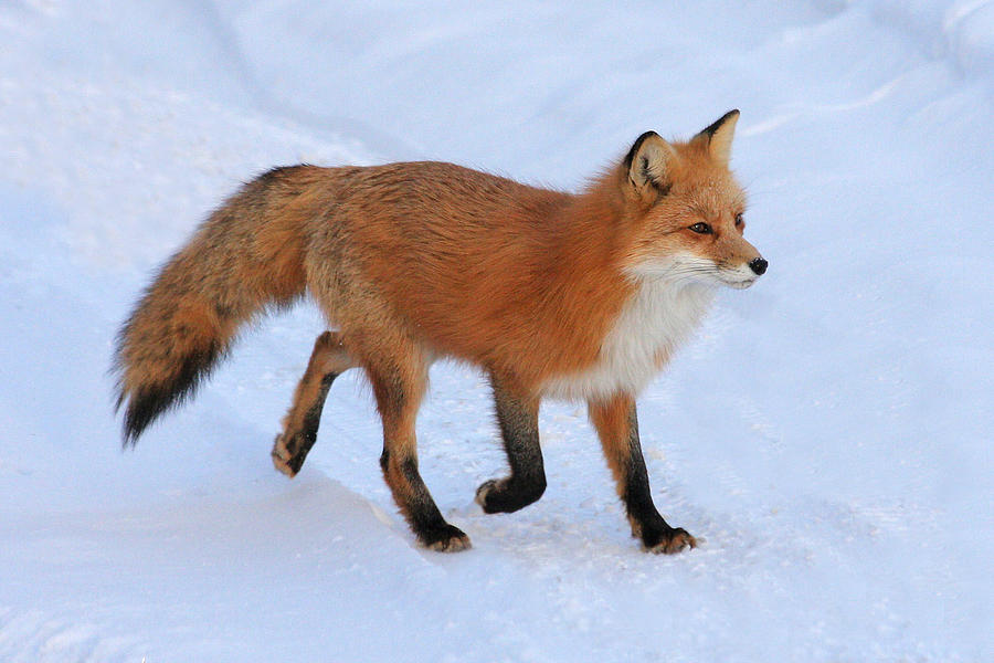 Winter Fox Photograph by Doris Potter