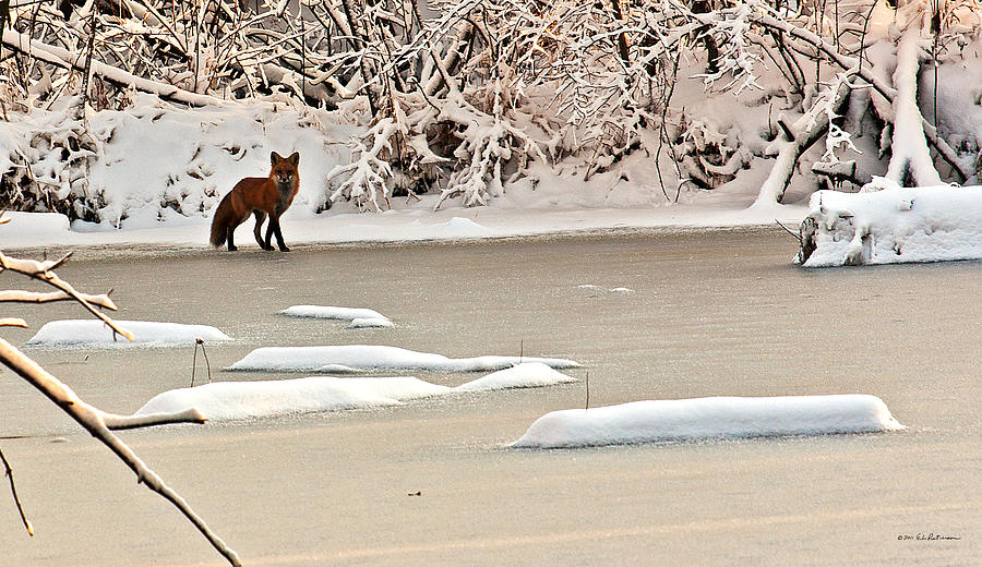 Winter Fox Photograph by Ed Peterson