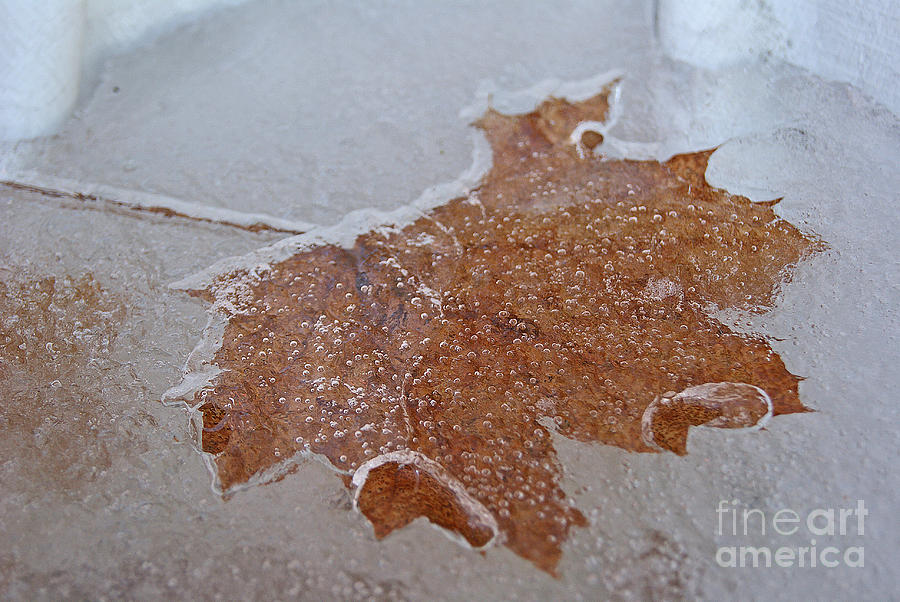 Winter Freeze Photograph by Margie Avellino